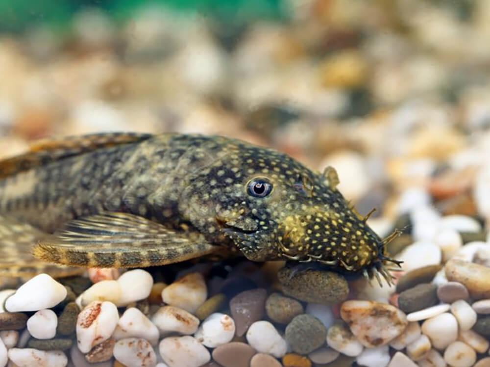 Custodians: Your freshwater aquarium 'clean-up' crew
