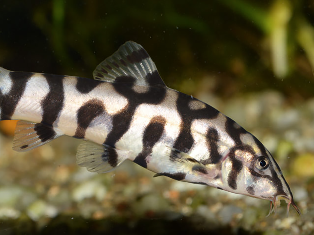 The best top, middle and bottom-dwelling tropical fish for aquariums