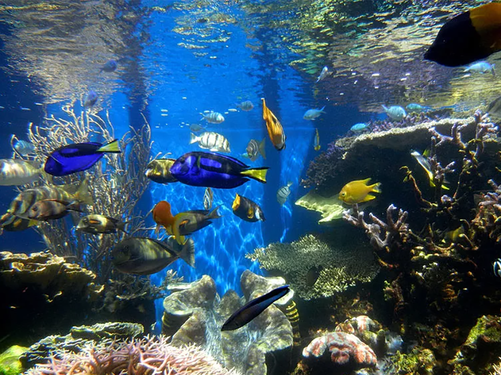 Which marine fish are reef safe?