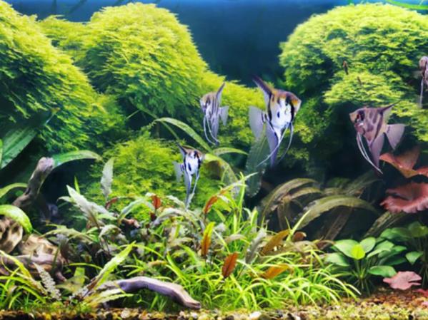 What should the pH level be in a tropical fish tank?