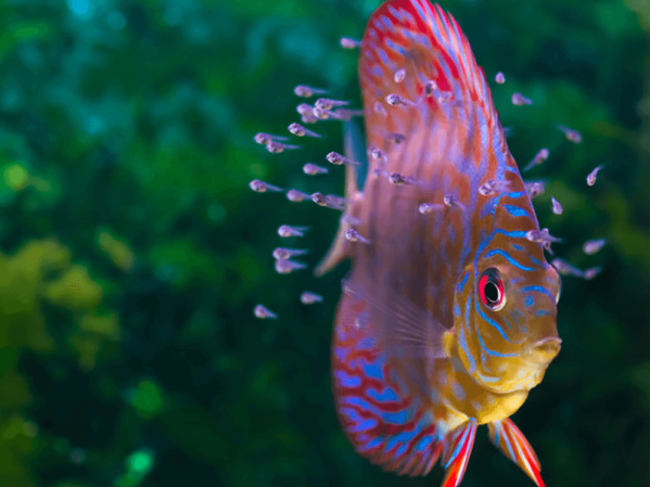 Best starter fish for your new aquarium