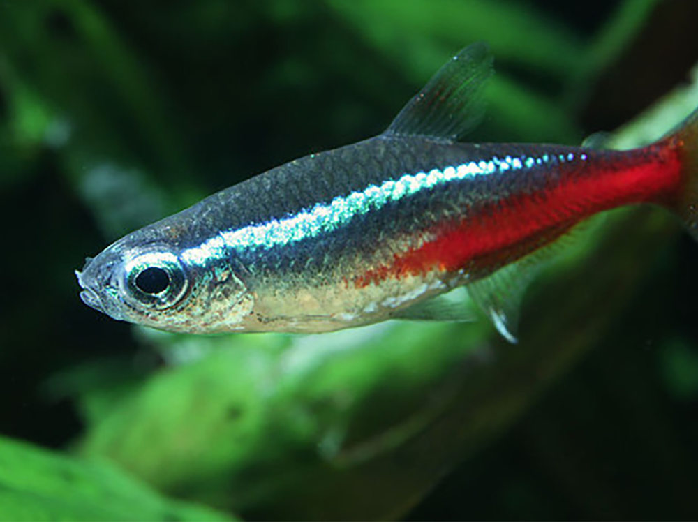 The eight best tropical fish for aquariums, and five to add with caution