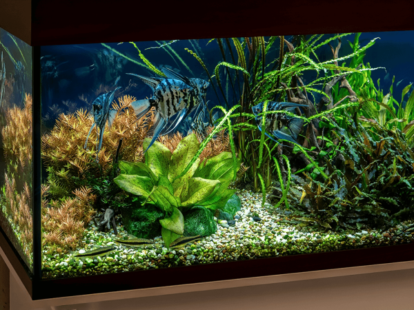 How To Set Up An Aquarium For Tropical Fish