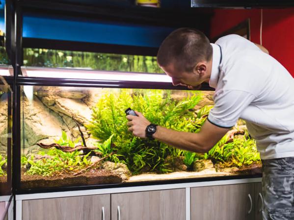 How to clean a tropical fish tank