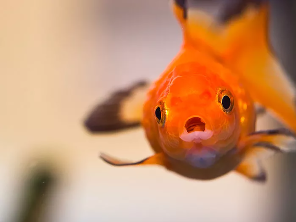 what of this goldfish would you wish questions and answers