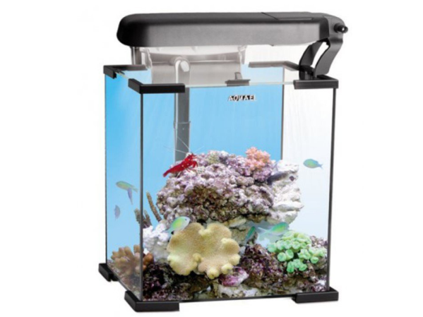 Nano fishtanks: Small but perfectly formed