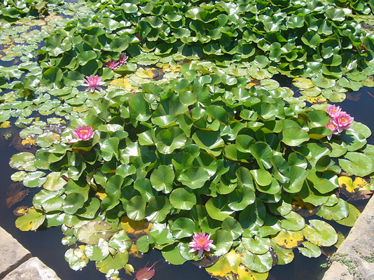 A buyer’s guide to pond plants