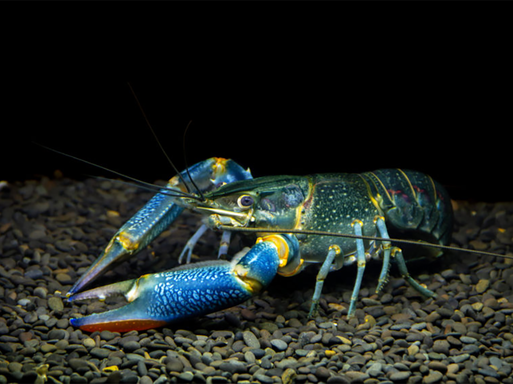 What other animals can I keep with fish in my aquarium?
