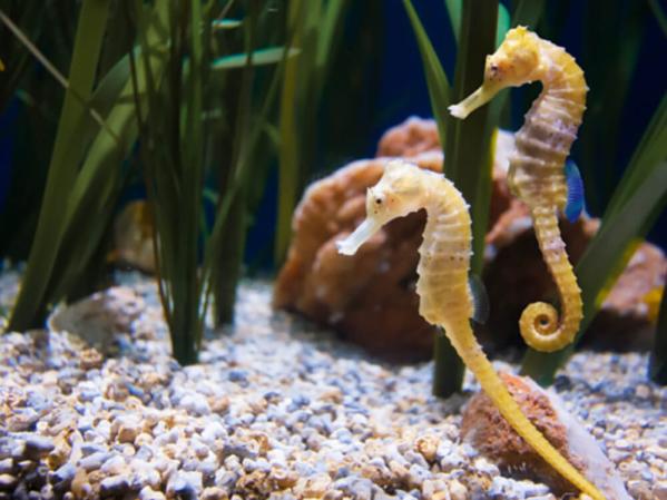 How to keep seahorses