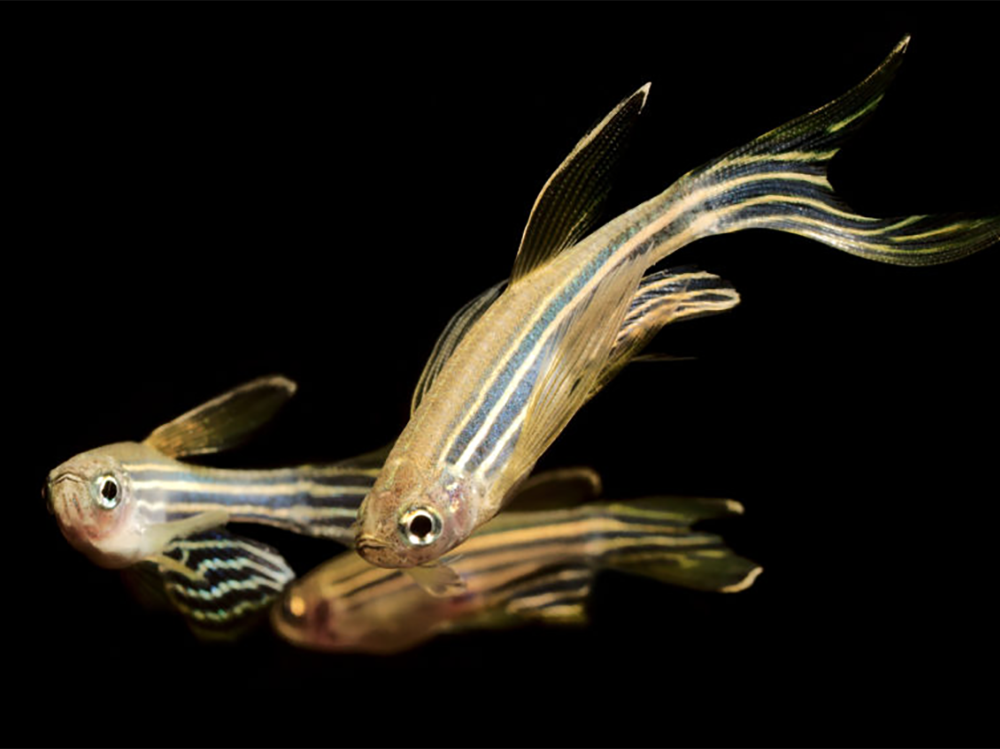 The swell guide to danios