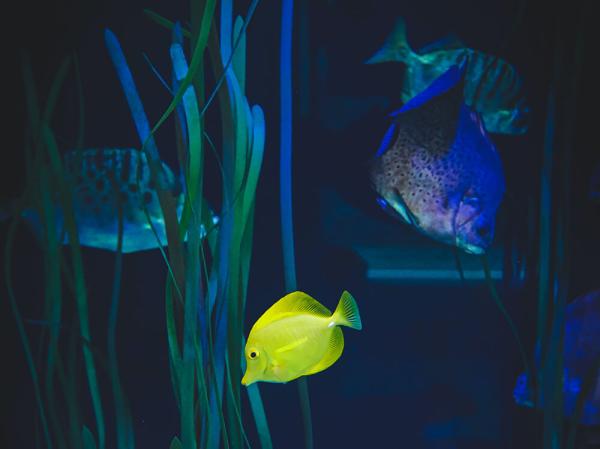 How long should aquarium lights be on for?