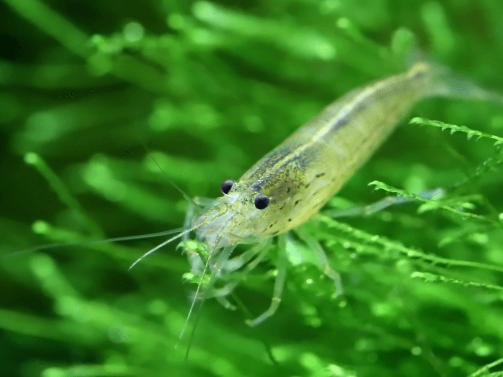 The Best Clean Up Crew For Your Aquarium