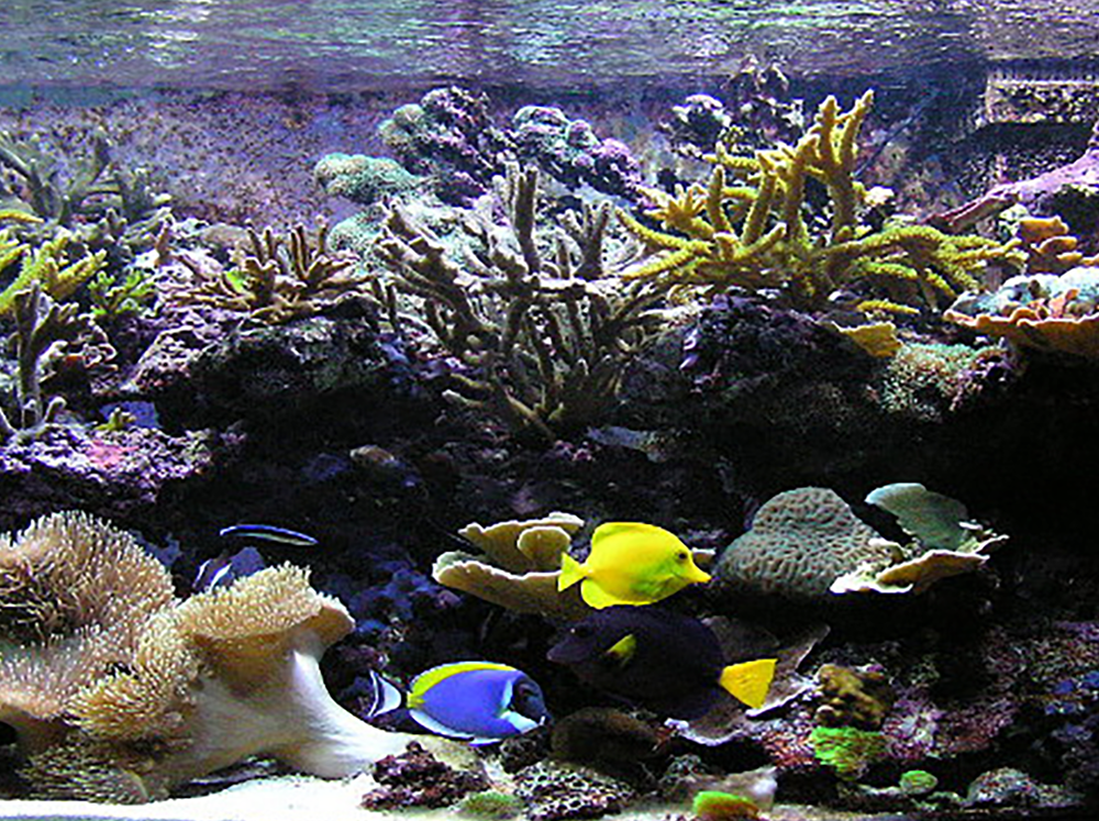 What to feed corals in a reef tank