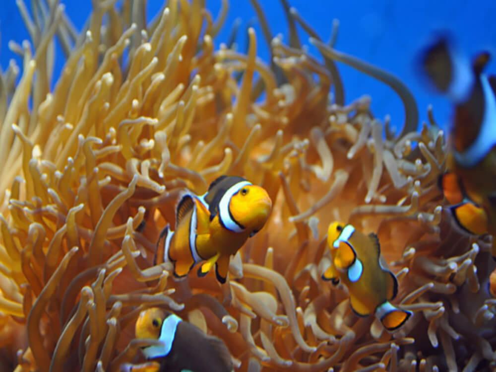 The best marine aquarium fish for beginners