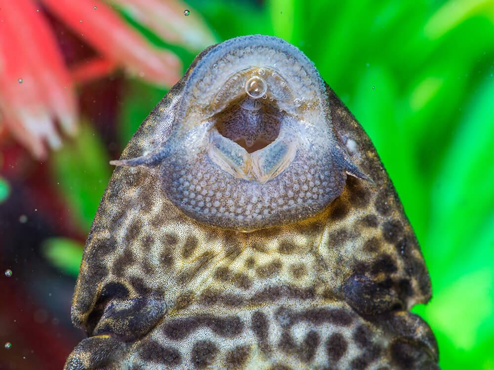 What tropical fish will clean my tank?