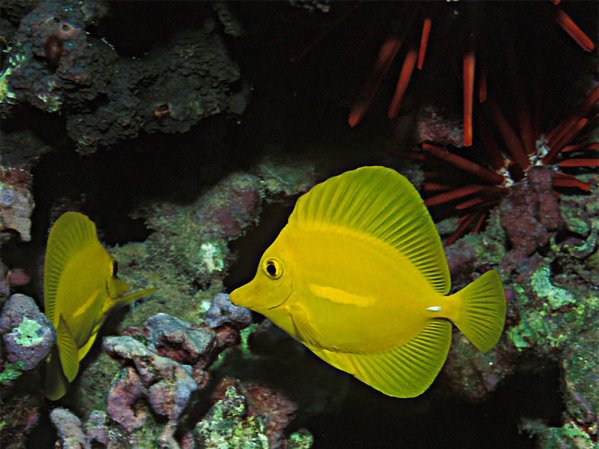 What eats cyanobacteria in a reef tank?