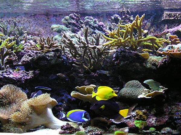 How much salt per litre for a marine aquarium?
