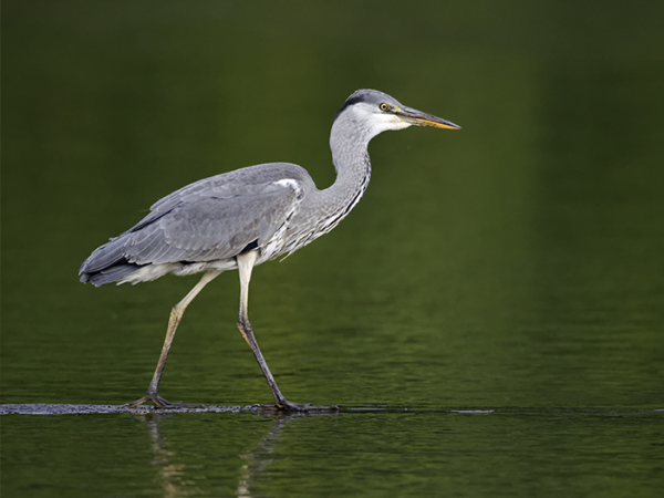 Protecting Your Pond - Stopping Herons and other Predators