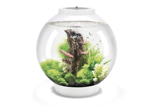 How many fish can I add to my 30L Tank? BiOrb Guide