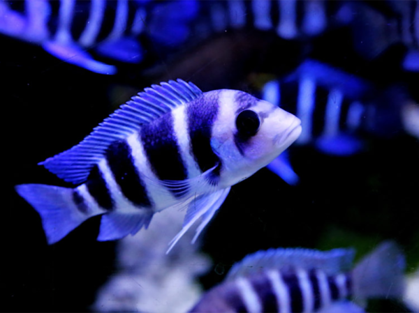 Which tropical fish can I keep in hard water?