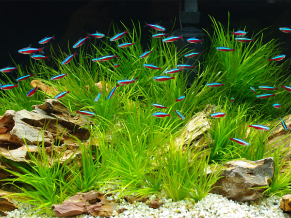 What is the best light for aquarium plants?