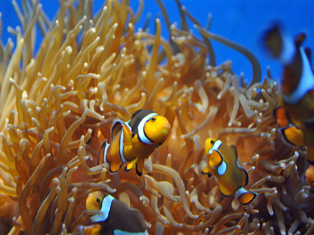 What order should I add livestock to my marine tank?