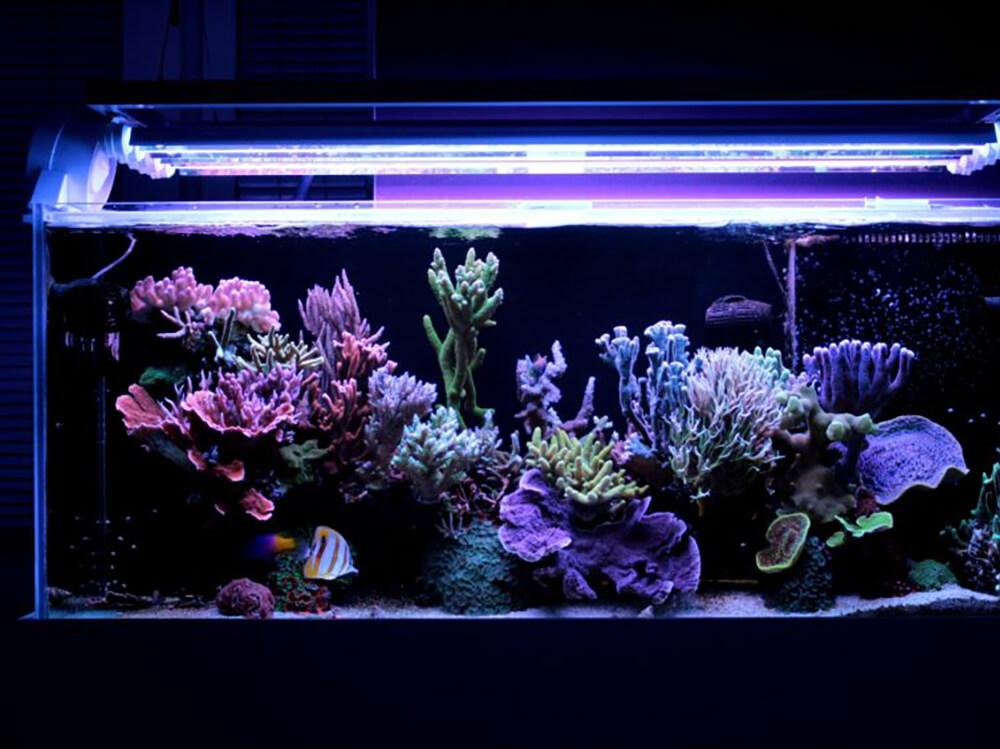 How to set up a marine aquarium