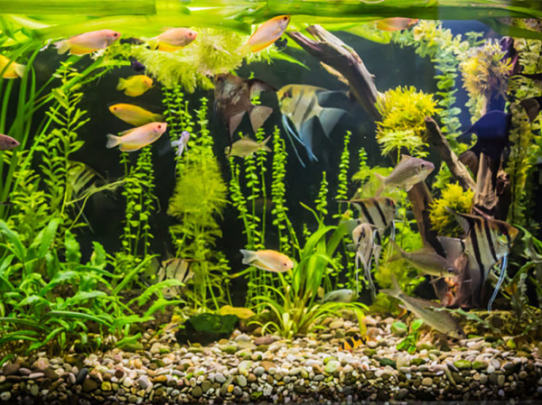 How many fish can I keep in my tank?