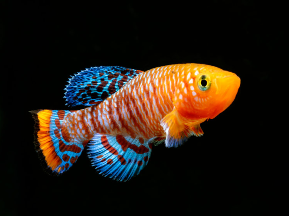 Why Fish Make Great Pets