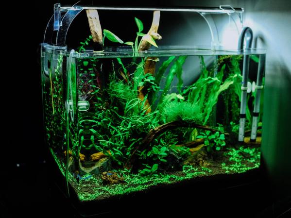 What is the best light for aquarium plants?