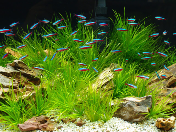 How to add CO2 to your aquarium