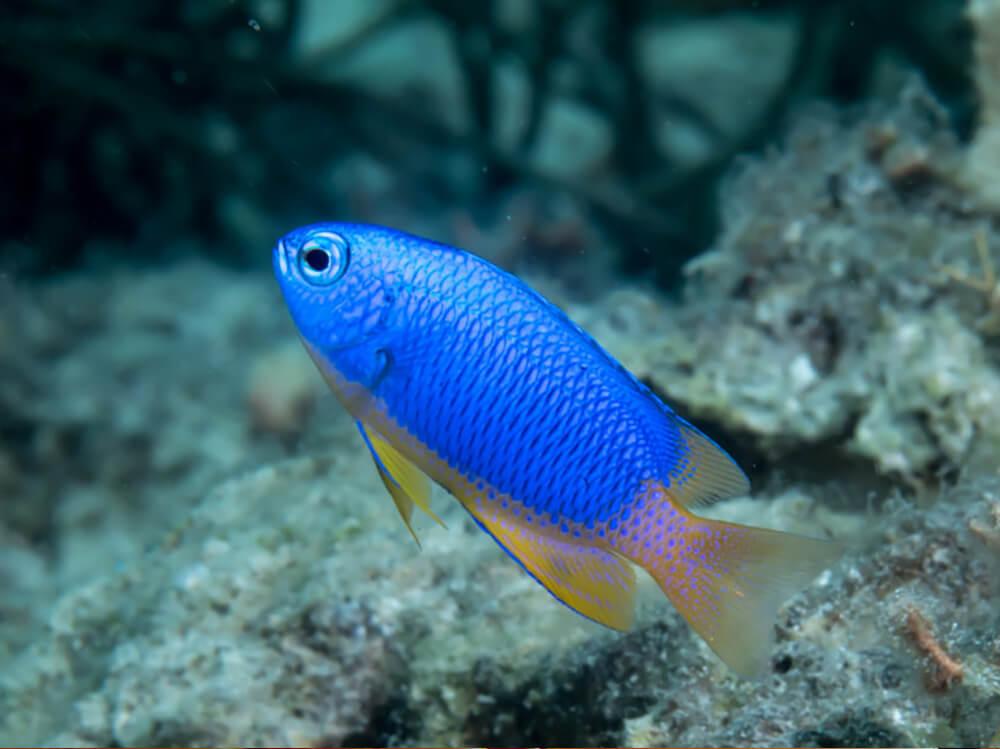 How to keep damselfish in a marine aquarium