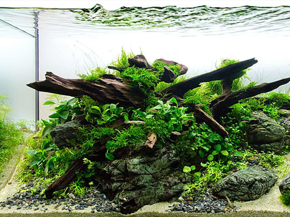 How to aquascape a planted tank