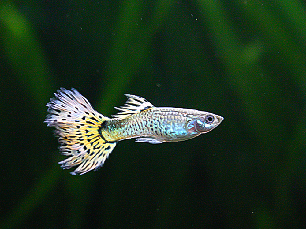 Aquarium Fish Net Fish Small Big Fishes Tropical Cold Water Marine 3" 4" 5" 6"