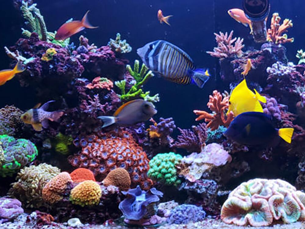 Which substrate do I need for my marine tank?
