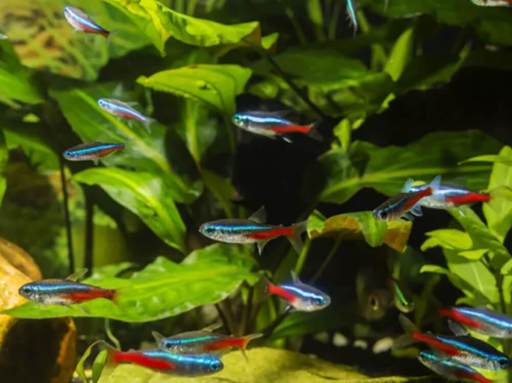 What causes low pH in an aquarium?