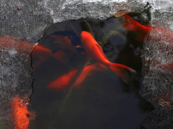 How To Winter-Proof Your Pond