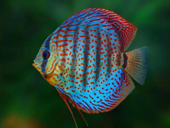 What are the most colourful tropical fish?