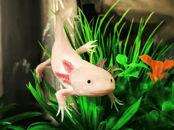 Axolotls: What Are They And How Do You Care For Them?
