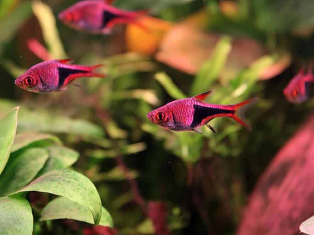 How to lower GH in your aquarium