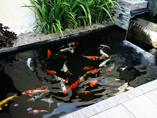 Frequently Asked Questions on Koi carp