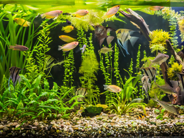What should the pH level be in a tropical fish tank?