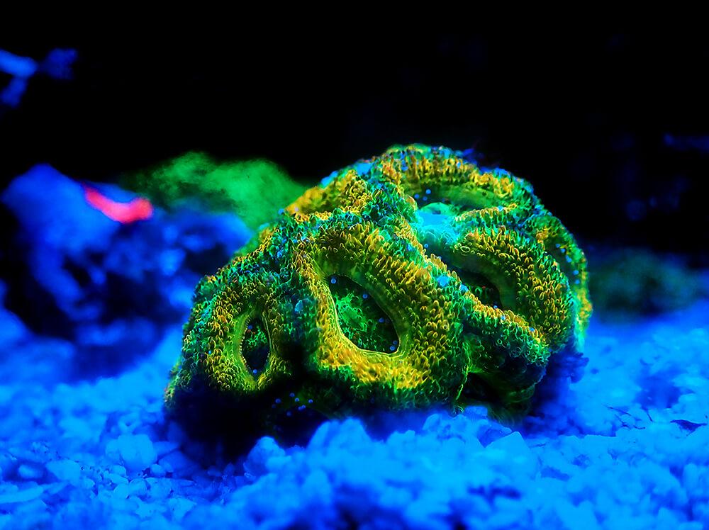 Why are my aquarium corals dying?
