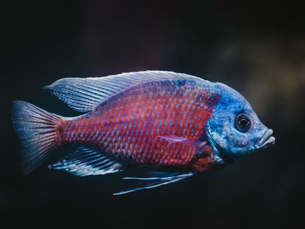 How to set up a cichlid tank