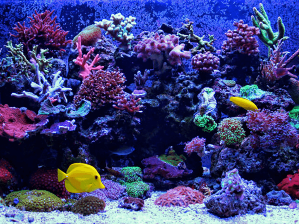 How to get rid of brown algae in a reef tank