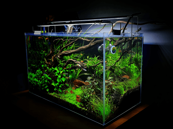 10 Aquascaping Ideas For Your Aquarium