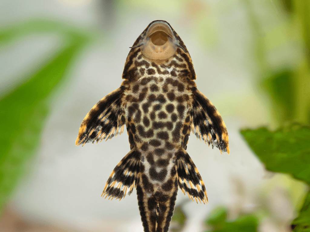 10 Best Algae Eating Fish For Freshwater Fish Tanks