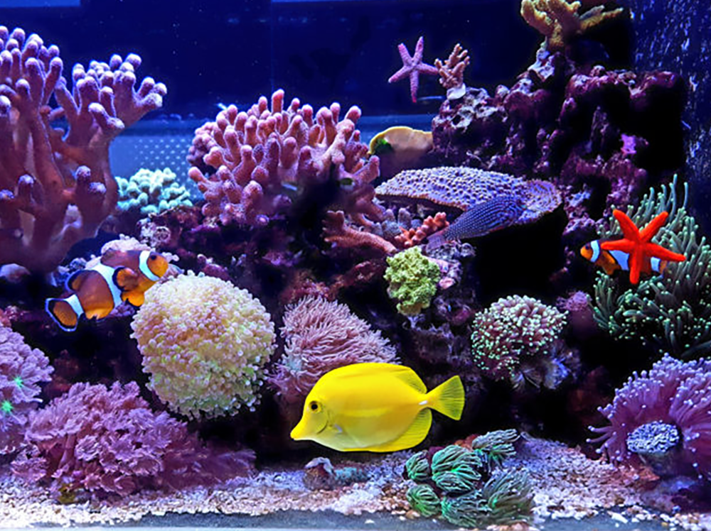 What test kits do I need for a reef tank?