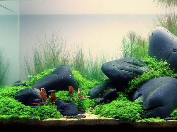 How to get rid of algae in a fish tank naturally