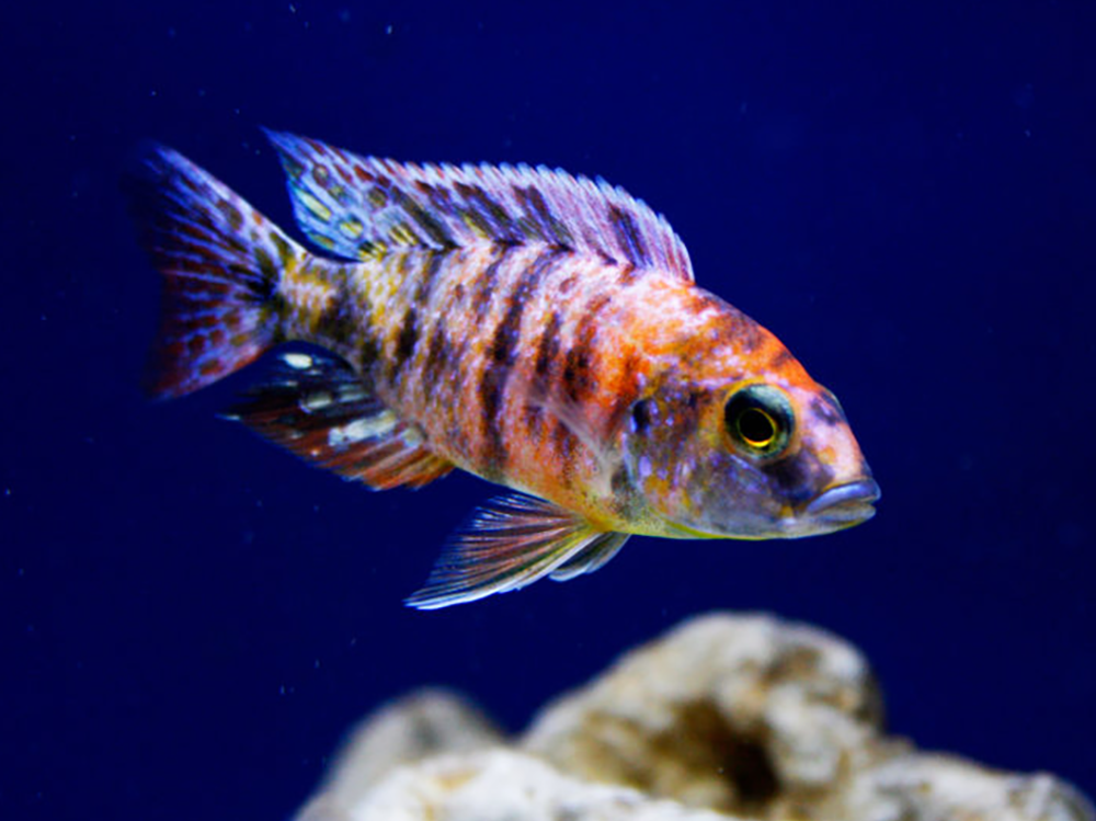 How to raise pH in an African cichlid tank